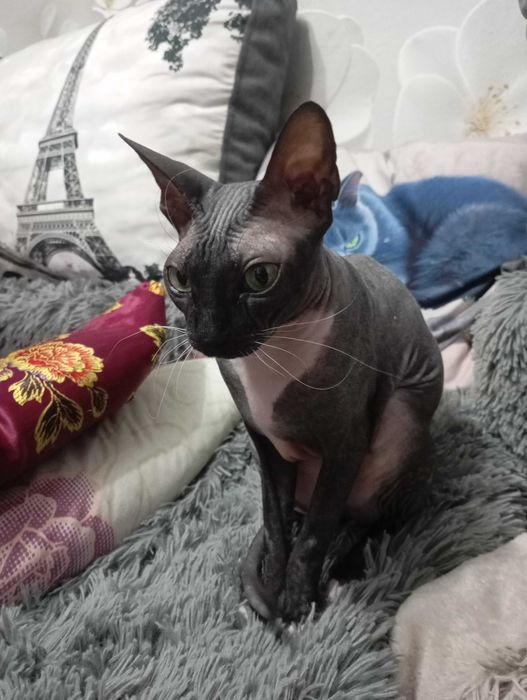 Продам котенка сфинкса