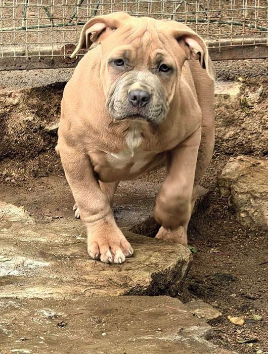 Американско Були ХЛ / American Bully XL  2 момчета и 2 момичета