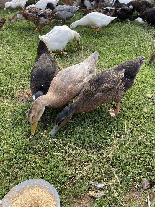 Vand rate romanesti/leşeşti, diferite marimi si culori