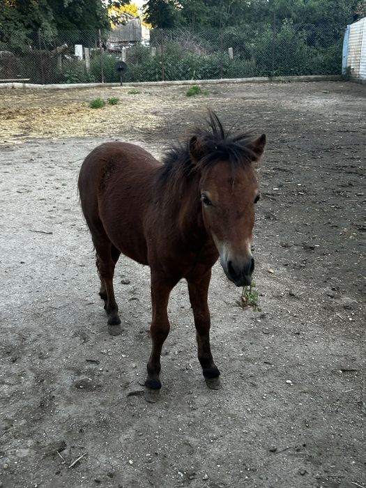 Ponei, varsta 6 luni