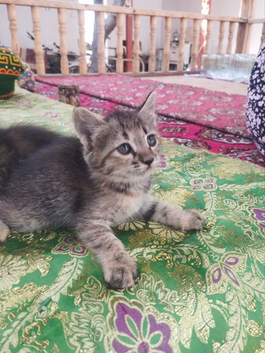 Отдам в хорошие добрые руки