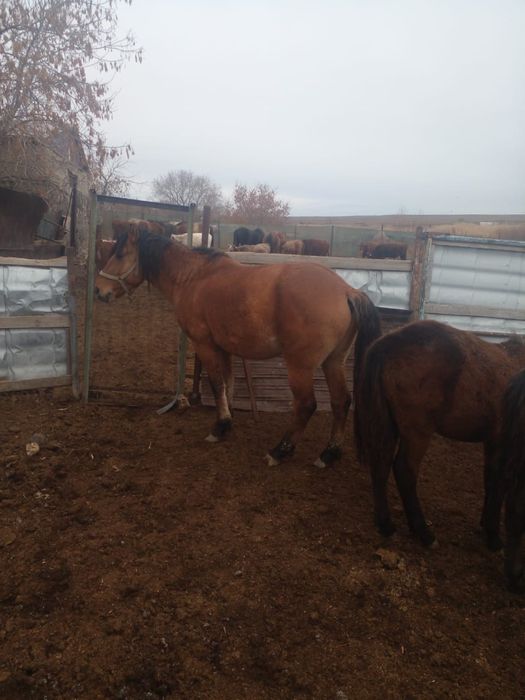 Продам лошадей Жеребчики