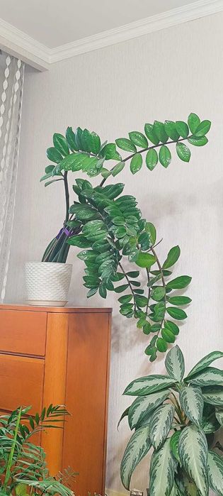Продам цветок Замиокулькас долларовое дерево не дорого
