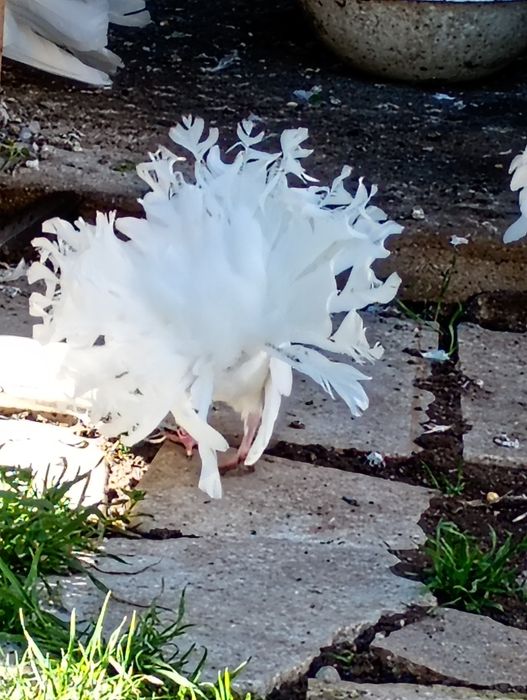 Гълъби фенерлия декорация