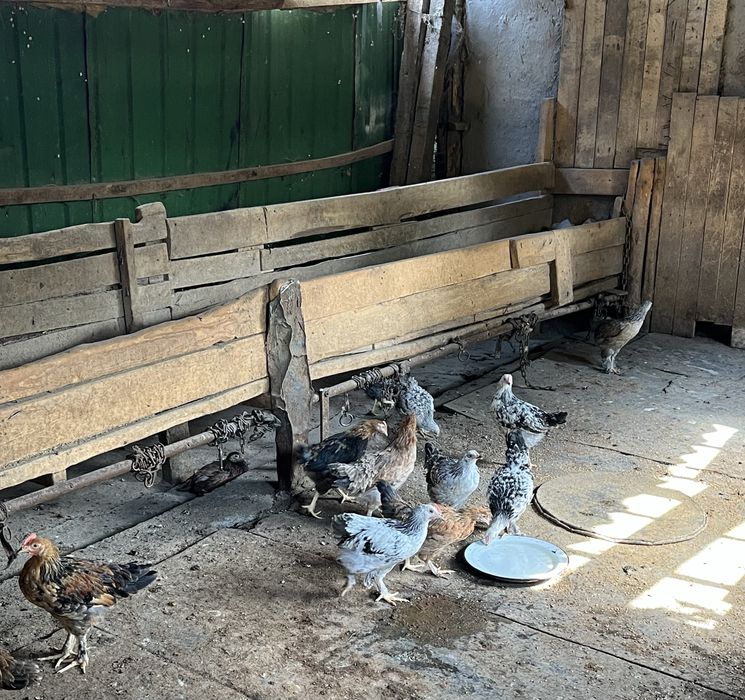 Цыплята 2 месяца уже. Вакцинировали. Состояние очень хорошее цена 2300