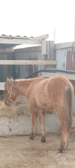 Жабағы сатылады .