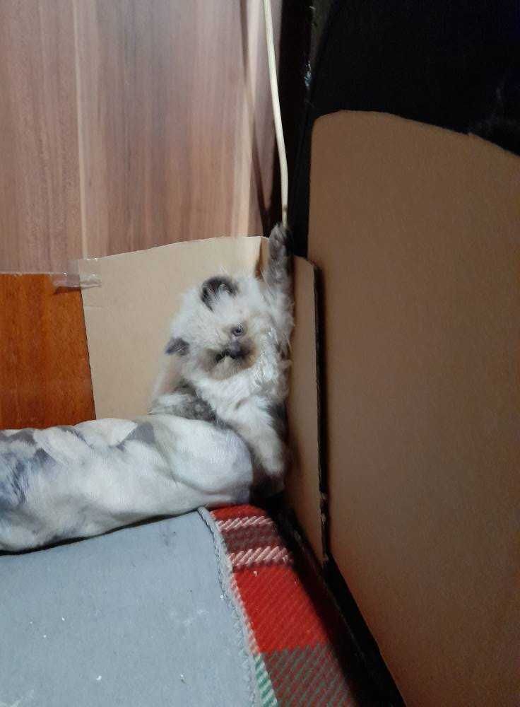 Продавам персийски  котенца -  екстремали