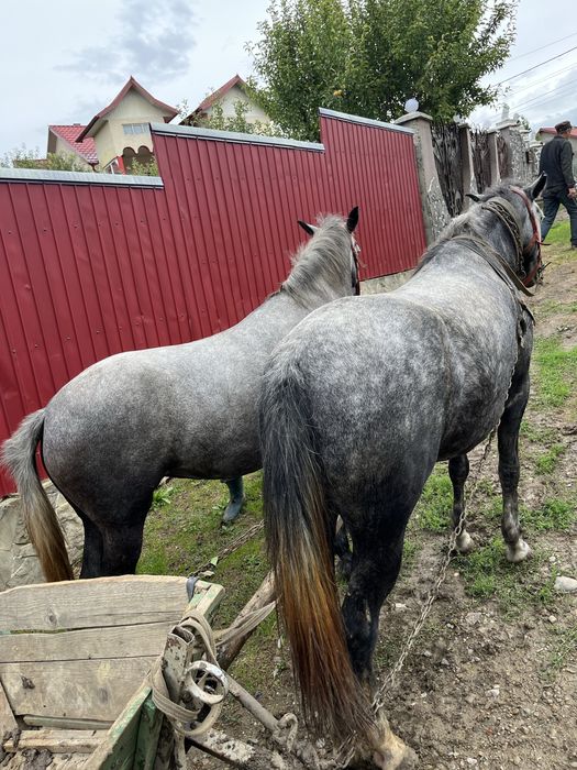 De vanzare 2 cai intre 2 si 5 ani