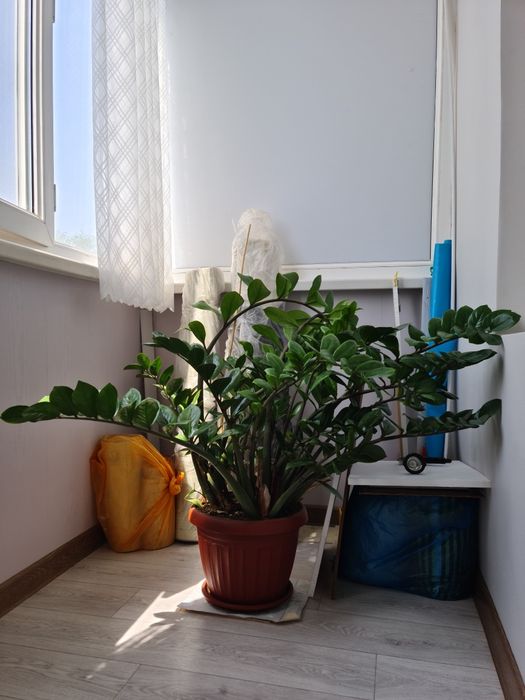 Замиокулькас (долларовое дерево)