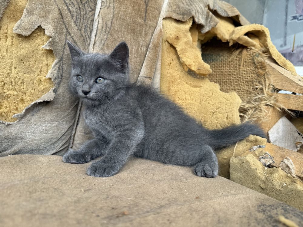 Малки котенца търсят дом