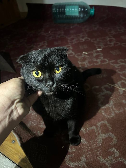 Britanskiy flod 1yosh