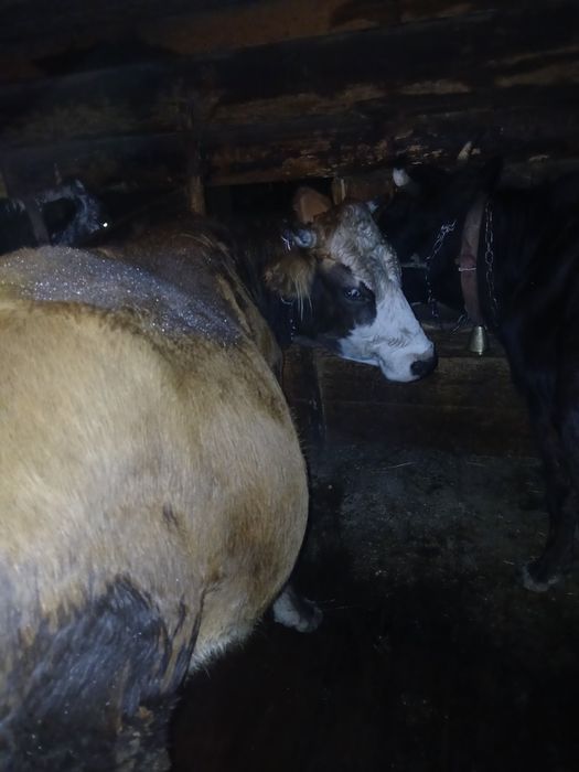 Vacă  de vânzare 4 ani stie in pripon gestantă preț  6000 lei