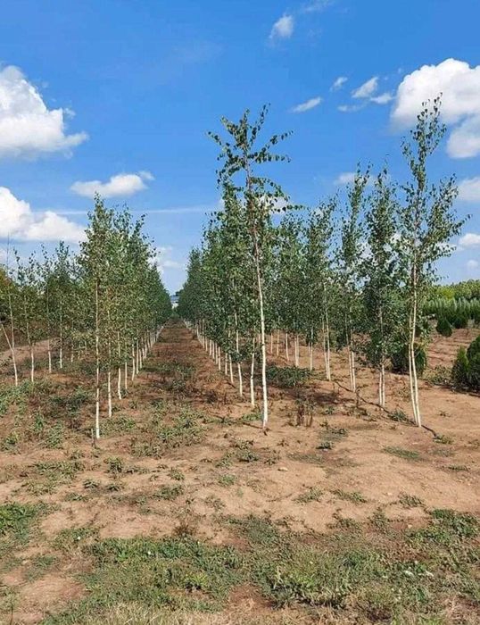Plante ornamentale impresionante pentru colțuri speciale
