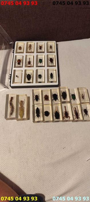 insecte reale in rasina colectia DEAGOSTINI pret pe bucata