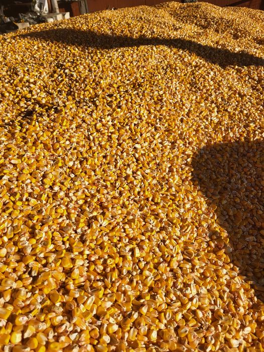 Vând porumb Pioneer