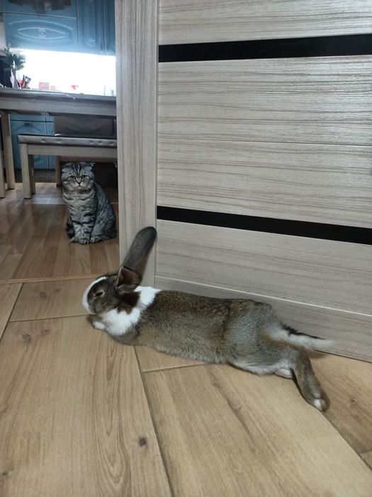 Продам кролика живого