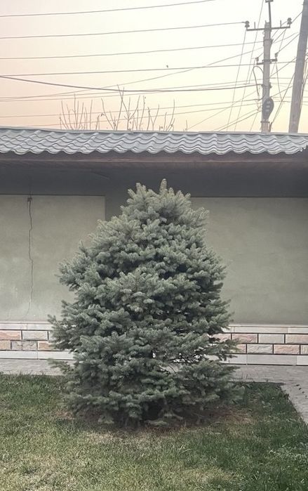 Голубые Ель, Арча живые 4-шт свои