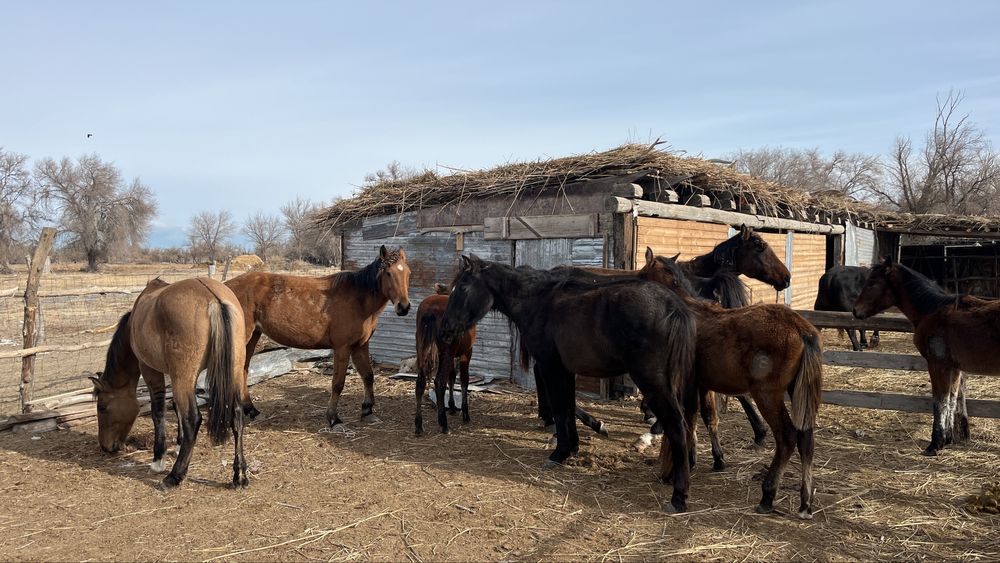 продам кобыл вкруг 350