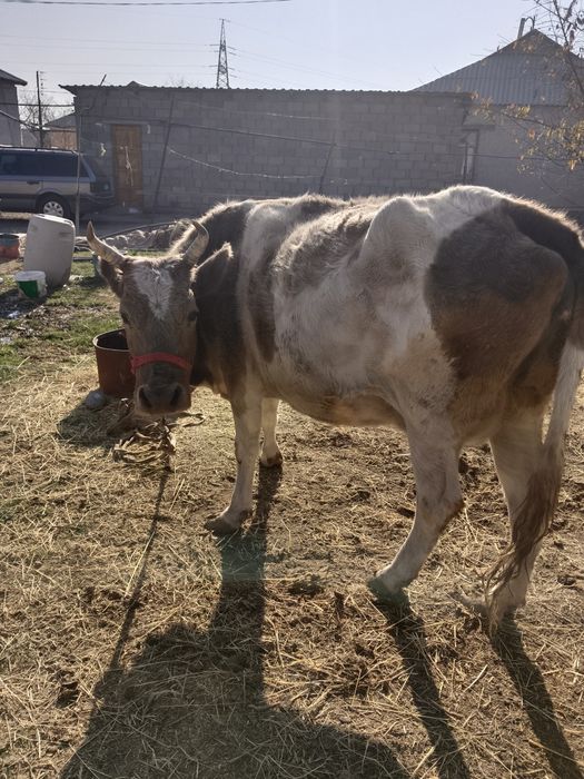 Сауынды сиыр сатылады.