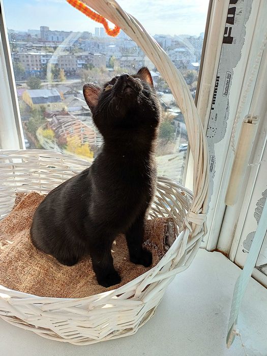 Котята ищут любящих и ответственных котородителей