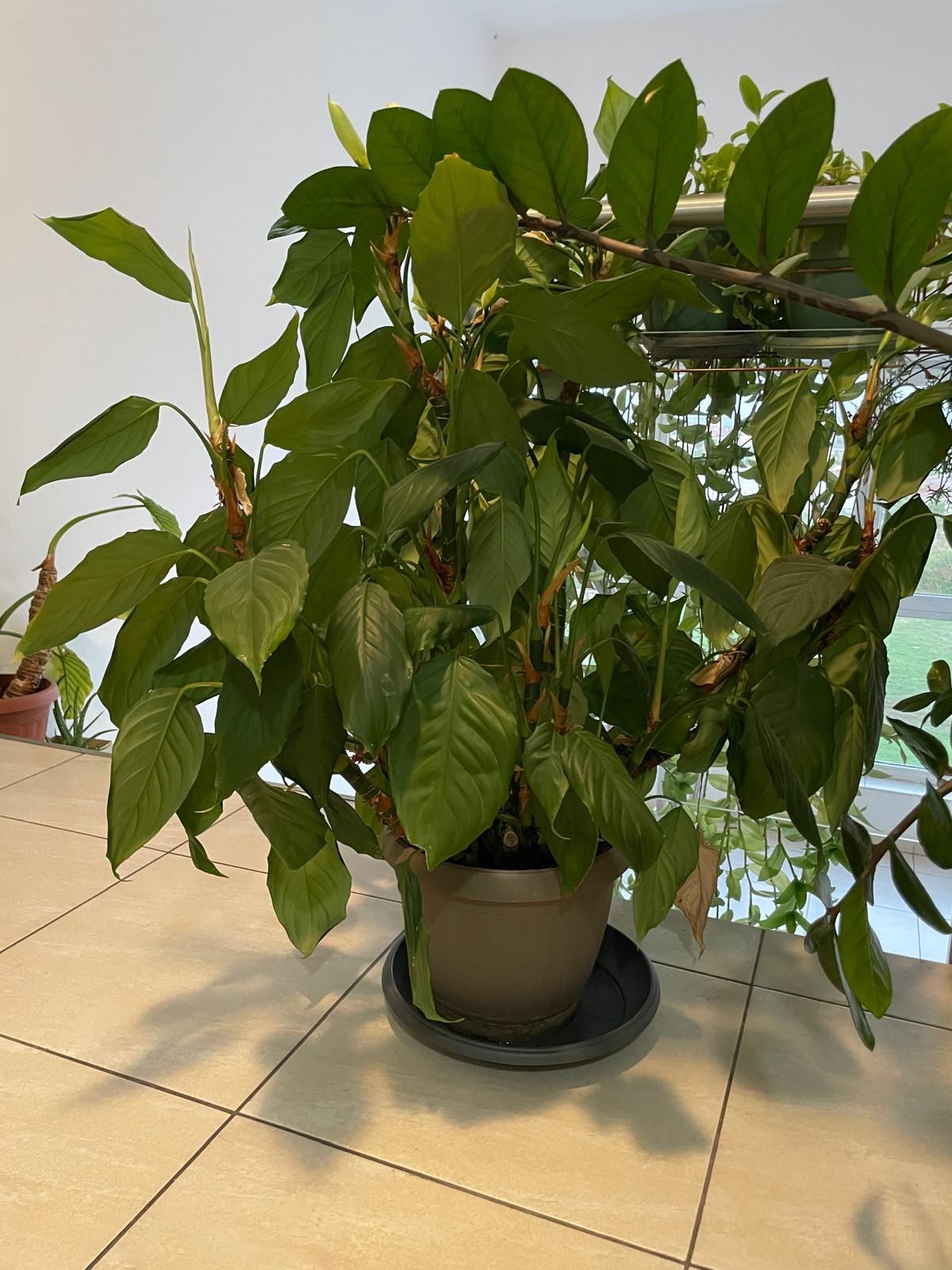 Vând planta de interior, decorativa