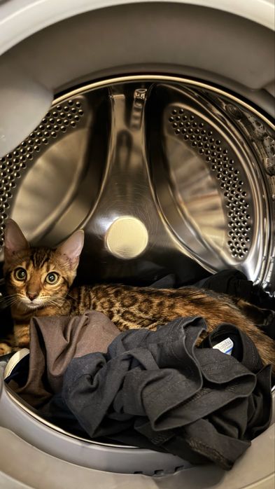 бенгальский котёнок