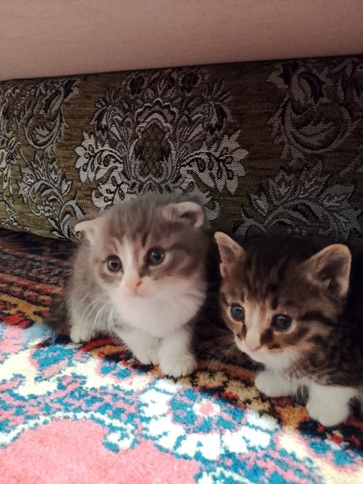 Котята скотиш фолд