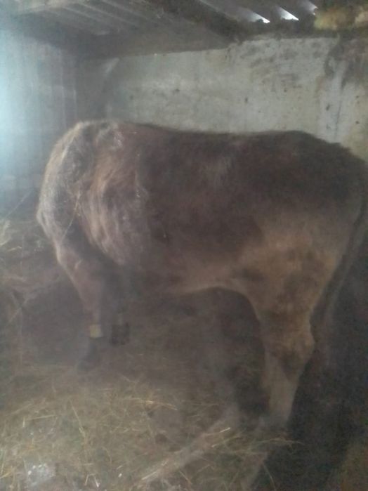 Продаётся молодая тёлка