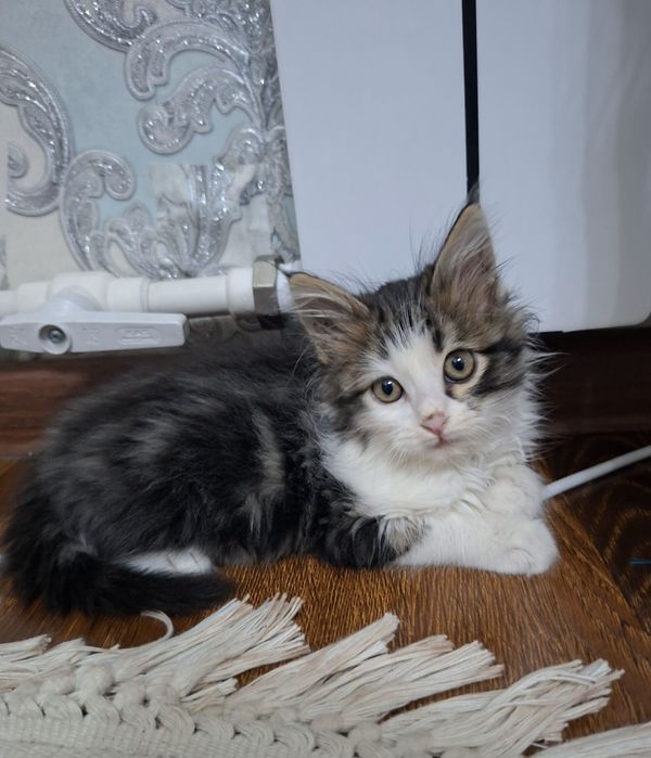 Котёнок хорошие руки