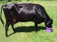 Vaca de vanzare gestantă