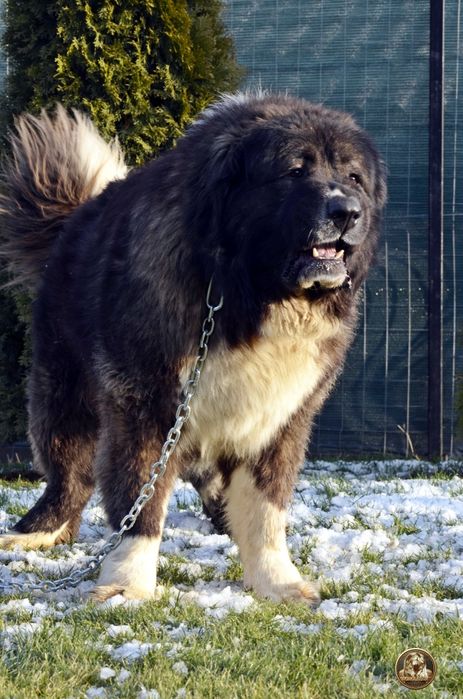 Mascul ciobănesc caucazian