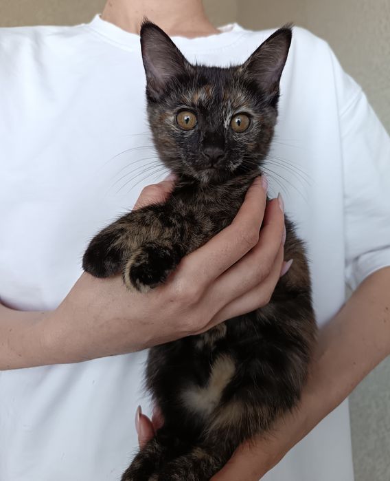 Пристратвается котенок в добрые руки