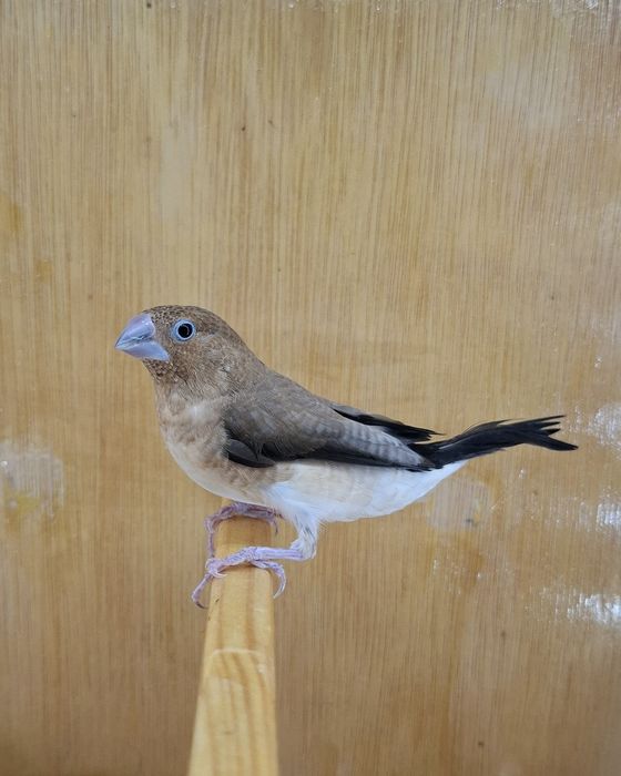 Canari razza plus zebre bonus
