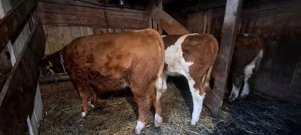 Vând 2 vițele de 8 lunii