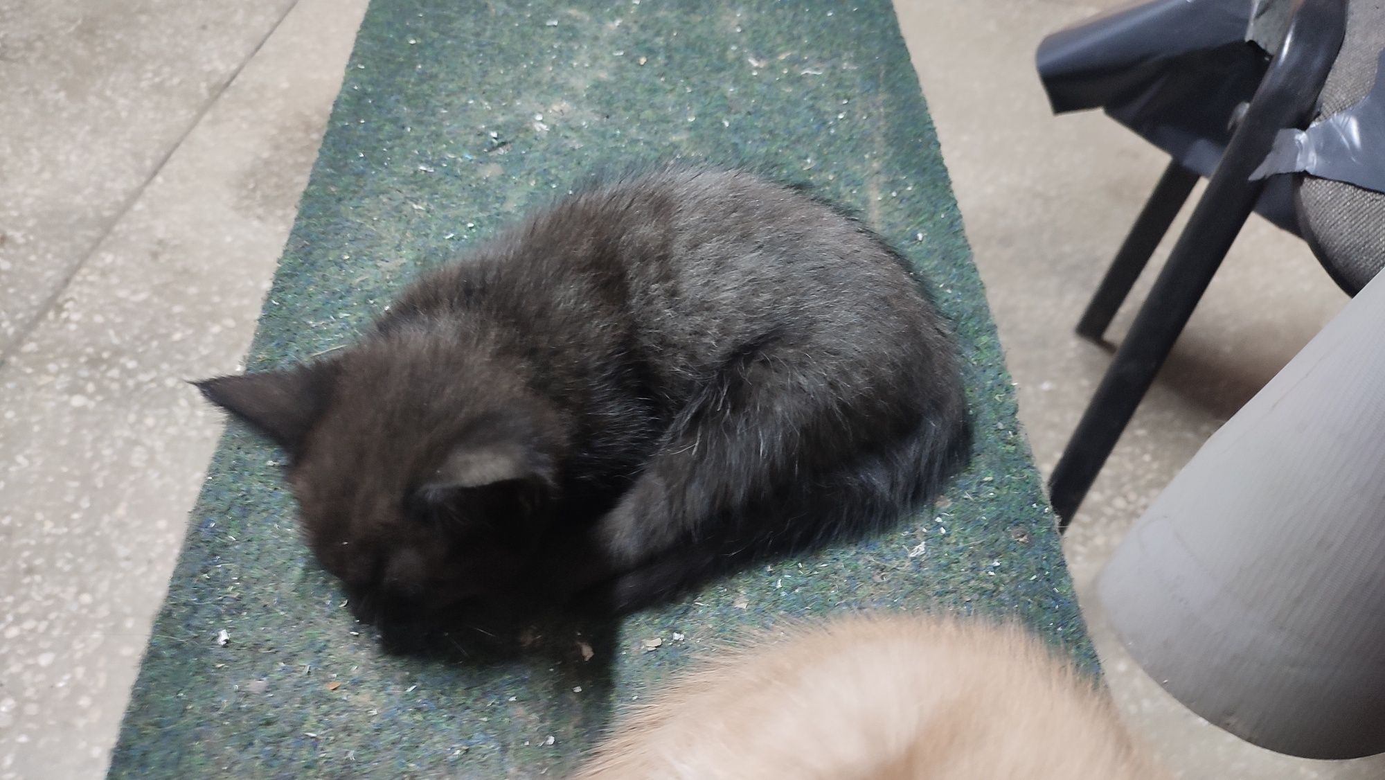 Котёнок бесплатно