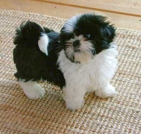 Pui shih-tzu talie mica