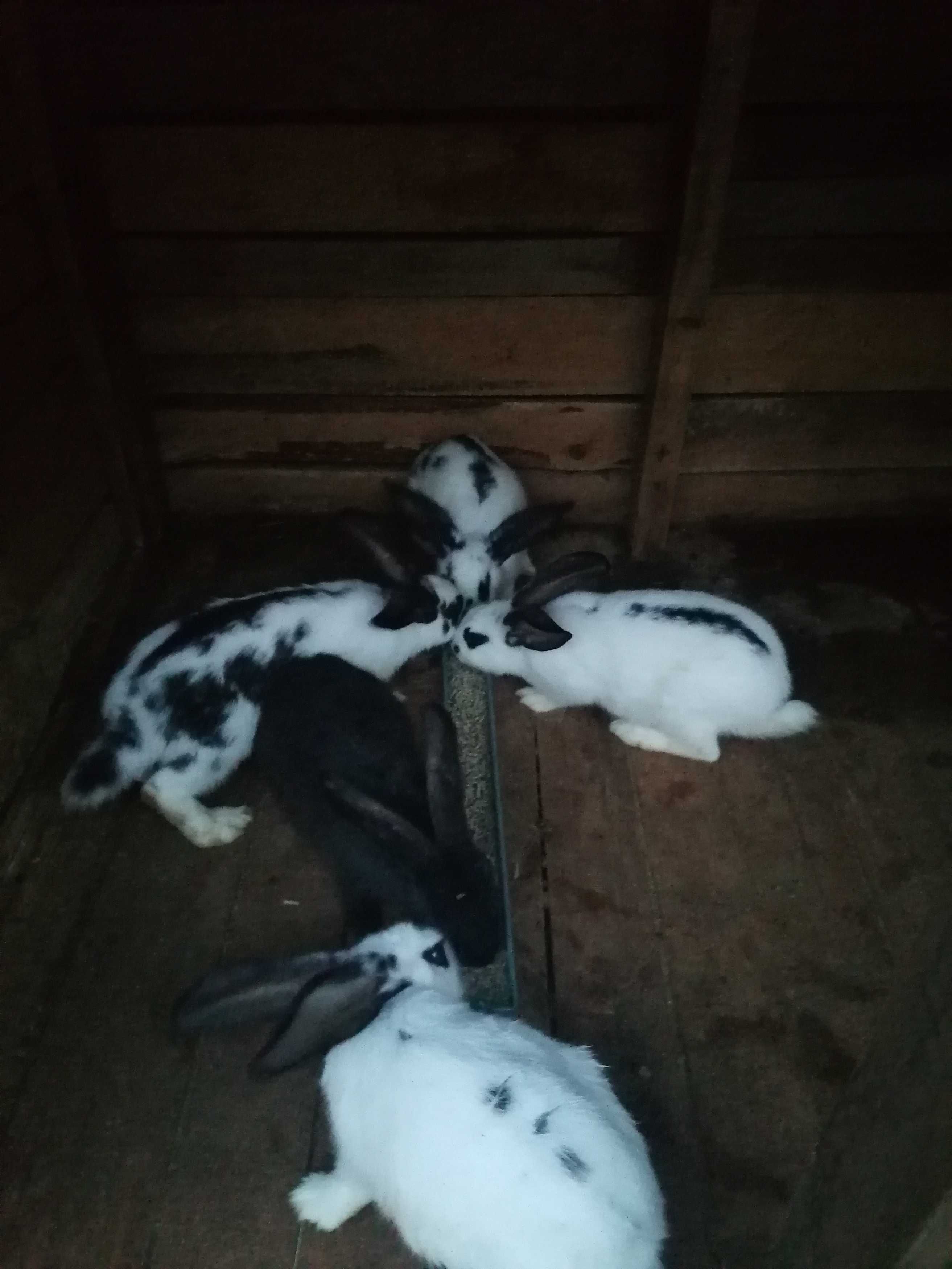 Продавам зайци на 2 месеца и половина.