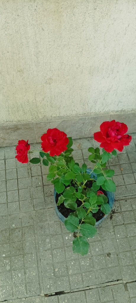 Продавам рози,алое,розмарин,салвия,евонимус,чашкодрян,чемшир