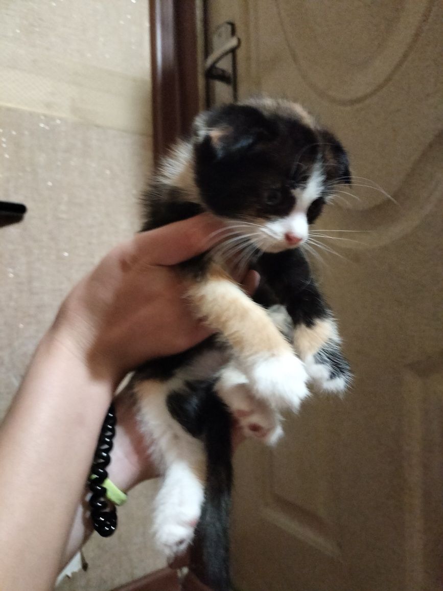 Котята даром, умные