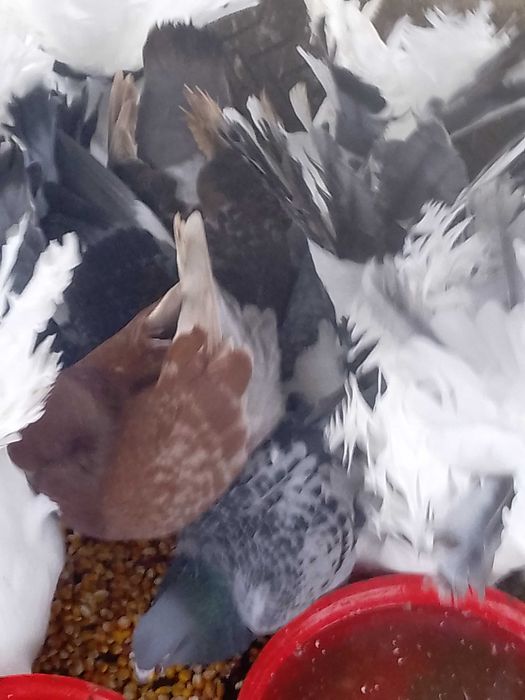 Porumbei de vânzare