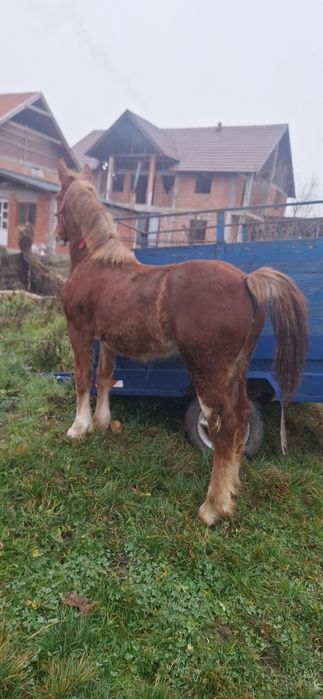 de vnzare doa mânze