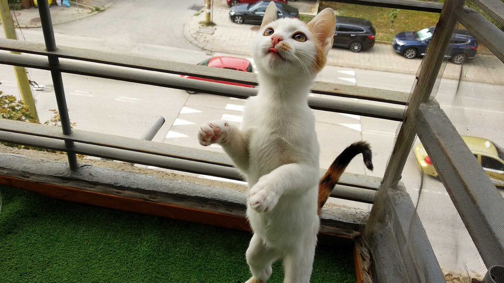 Подарявам котенце