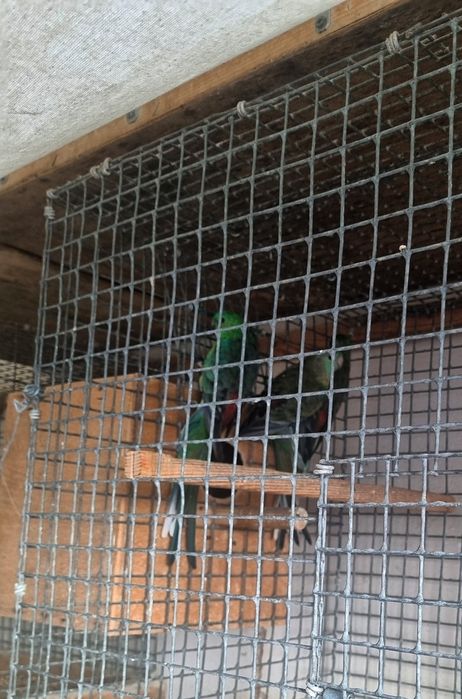 Певчие пара 2млн сум