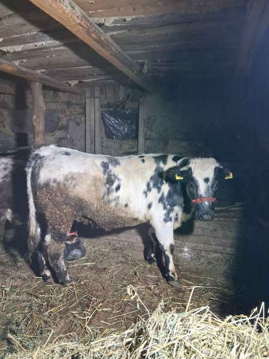 Vitea si tauras de vanzare