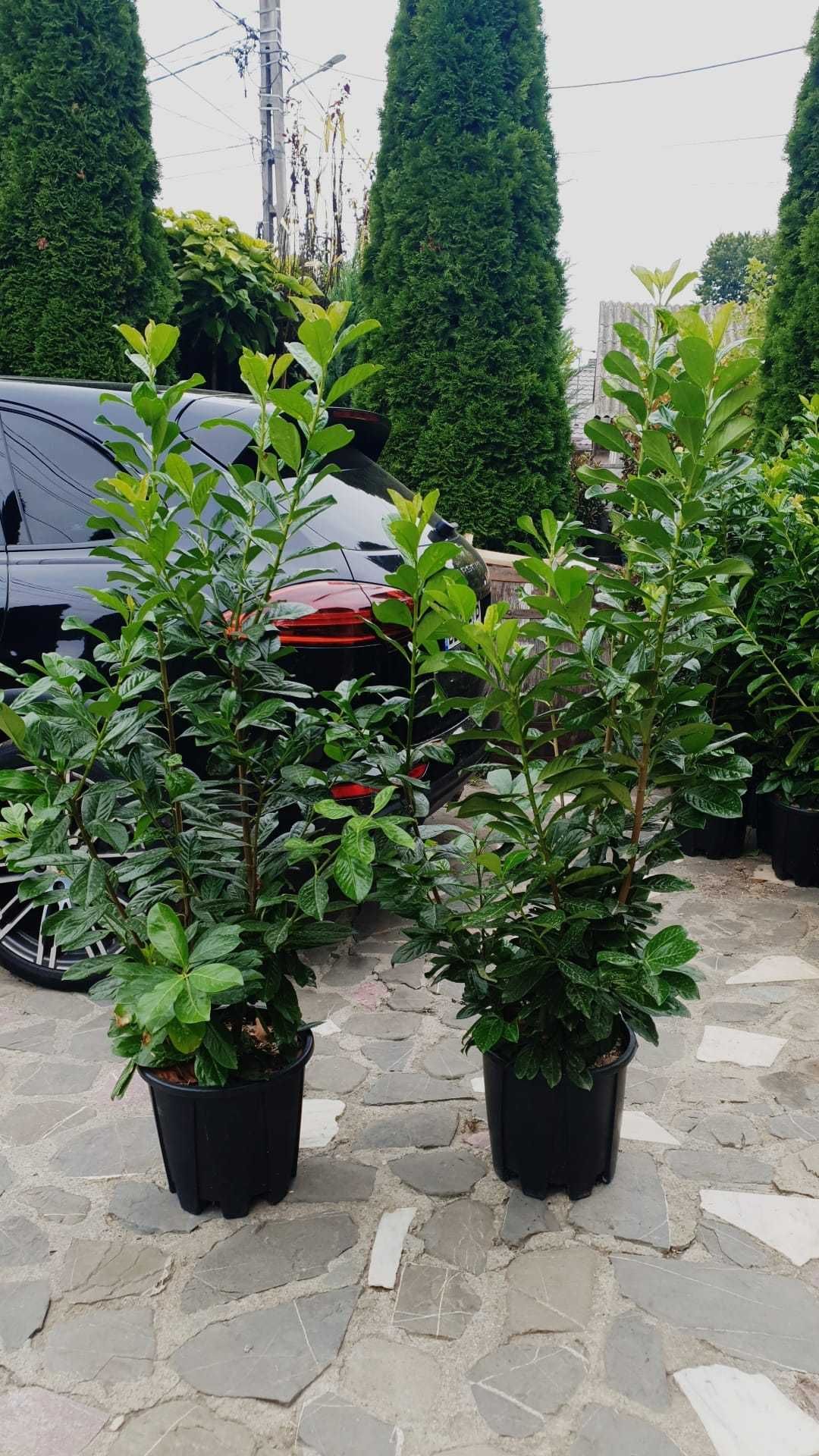 Plante sănătoase, gata de plantat!