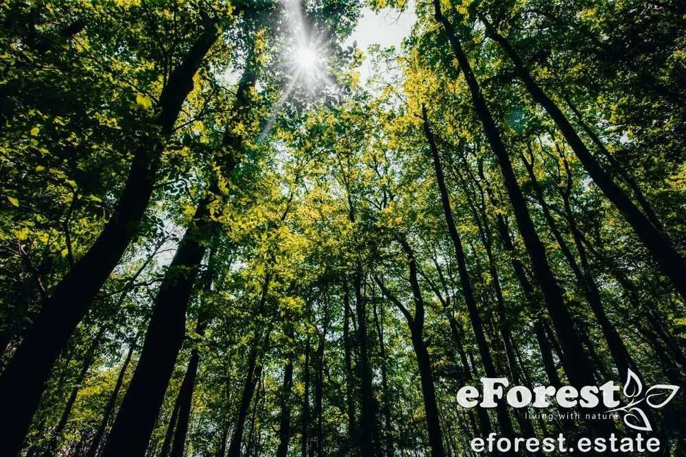 Teren de casa in cartier premium la padure