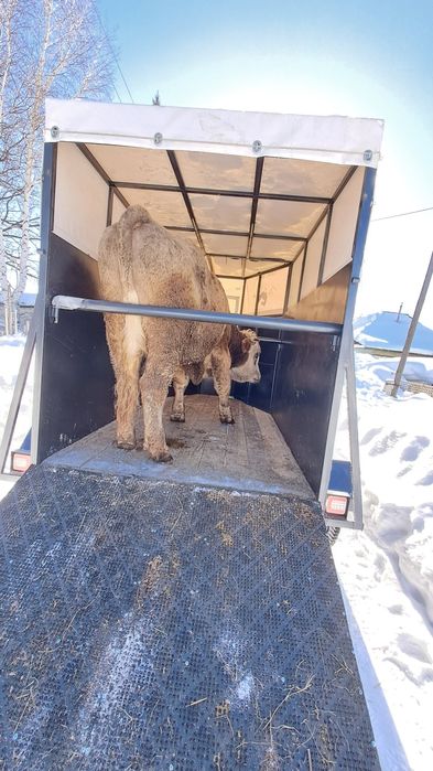 Перевозка лошадей, КРС, МРС. Коневоз. Скотовоз.