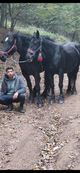 Schimb doua iepe de 4 ani si 7/8 ani