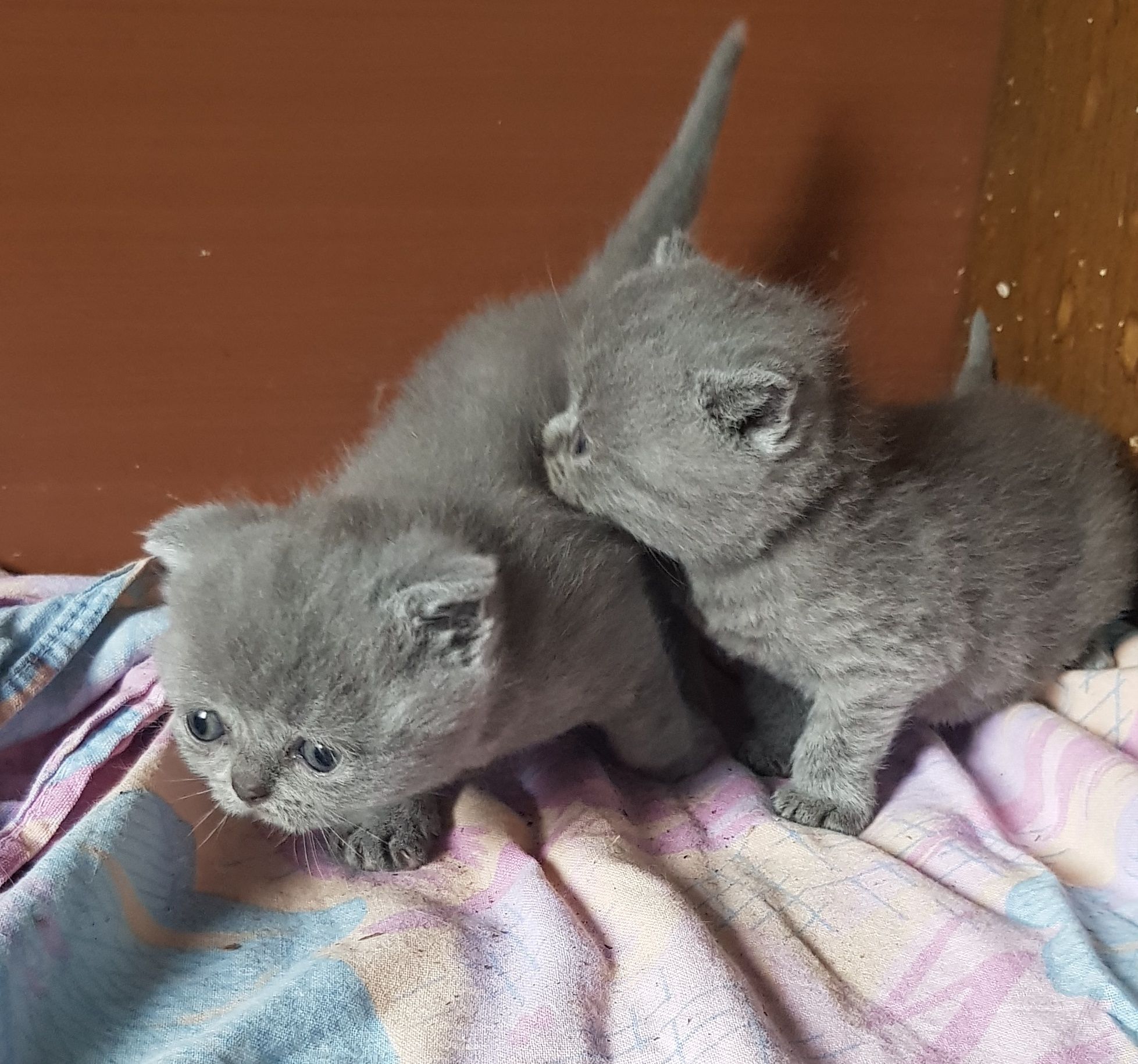 Британски котета