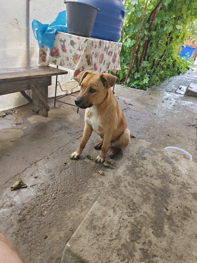 Donez spre adoptie catel talie mare